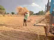 Rajasthan Government Directs Insurers to Expedite Crop Insurance Claims for Farmers