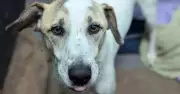 Ralph the Rescue Dog Awaits Forever Home After Failed Adoption