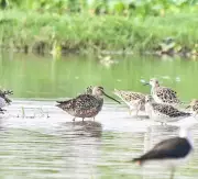 Rare Long-Billed Dowitcher Sighted at Gurgaon Wetland, 13th Record in India