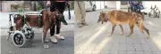 Rare Medical Feat: ITBP Vets Restore Walking in Paralysed Retired Service Dog