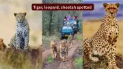 Rare Sighting of Tiger, Leopard, and Cheetah in Ranthambore National Park