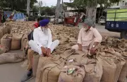Record 11 Lakh Metric Tonnes of Wheat Arrives in Punjab Mandis