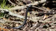 Record-Breaking Black Racer Snake: Nature's Slim Speedster Captivates Researchers