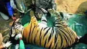Rewilded Tiger in Satpura Dies After Poisoning and Electrocution Attempts