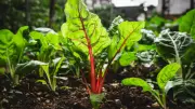 Rhubarb: The Forgotten Garden Gem That's Easy to Grow and Rewarding