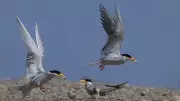 River Terns Abandon Bhadra as Weeds Destroy Nesting Islands