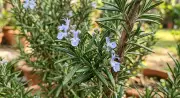 Rosemary Dying? Fix the Soil for a Thriving Mediterranean Herb