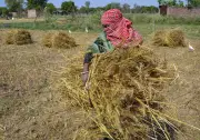 RPCAU Scientists Develop Automated Cabbage Harvester to Aid Bihar Farmers