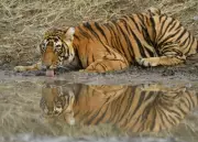RTI Reveals Massive Backlog in Tiger Death Investigations, Raising Poaching and Governance Concerns