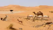 Sahara Desert: A Thriving Ecosystem of Remarkably Adapted Wildlife