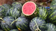Science Hack: Chill Watermelon in 10 Minutes Without a Fridge