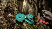 Scientists Discover 11 New Species in Cambodia's Isolated Limestone Caves