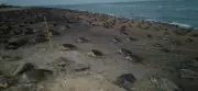 Severe Coastal Erosion at Gahirmatha Delays Olive Ridley Turtle Nesting