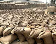 Sluggish Wheat Lifting in Faridkot Sparks Row; Only 33% Moved in 27 Days
