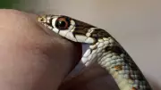 Snake Scare in Kerala: Breeding Season and Summer Trigger Rise in Sightings