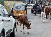 Stray Cattle Kills 24-Year-Old in Chennai, Highlighting Recurring Road Menace
