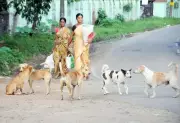 Stray Dog Menace Sparks Outrage in North Paravur, Opposition Demands Action
