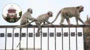 Supreme Court Issues Tender to Tackle Monkey Menace in Judicial Complexes