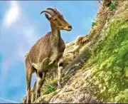 Tamil Nadu Launches 'Varudai' App for Nilgiri Tahr Survey