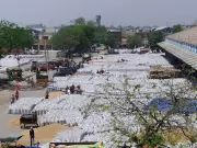 Technical Glitches in Portal Disrupt Farmers' Lifting Arrangements Across Karnal