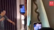 Thai Vacation Horror: Couple Wakes to Cobra Crawling Over Neck in Bed