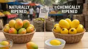 The Hidden Danger in Your Mango: Artificial Ripening Poses Serious Health Risks