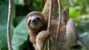 The Hidden Dangers of Sloths: Survival in the Rainforest's Predator-Rich Environment