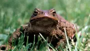 The Hidden Meaning of a Toad Near Your Home: Environmental and Cultural Insights