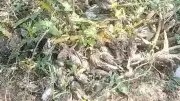 Thousands of Sparrows Found Dead in Madhya Pradesh After Severe Hailstorm