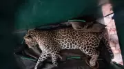 Three-Year-Old Leopard Safely Rescued from Mysuru House After Three-Hour Operation
