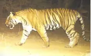 Tiger Carcass Found in Ranthambore After 6 Weeks, Territorial Fight Suspected