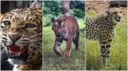 Tiger, Cheetah, Leopard Seen Together in Ranthambore's Rare Wildlife Moment