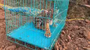Tiger Cub Rescued Near Ooty, Search On for Missing Sibling