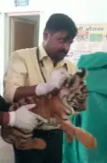 Tiger Cub Succumbs to FIP at Mumbai's Sanjay Gandhi National Park