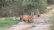 Tigress and Cubs Spotted in Bandipur, Karnataka, Delight Safari Visitors