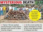 Tigress T-84 Dies Mysteriously After Attacking Forest Guard in Maharashtra