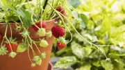 Top 10 Fruits You Can Grow in the UK Climate Even in Small Spaces