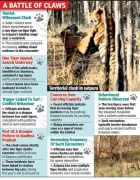 Tourists Witness Fierce Tiger Clash in Satpura Reserve, Highlighting Territorial Crisis