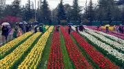Tulip Garden Visit Boosts Hope for Cancer-Stricken Children in Srinagar