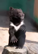 Two Himalayan Black Bear Cubs Rescued in Theog, Shimla District