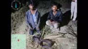 Two Poachers Arrested for Electrocution Trap in Valmiki Tiger Reserve
