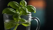 Two Simple Habits to Keep Supermarket Basil Alive Indoors