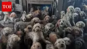 UK Animal Charity Rescues Over 250 Dogs from Overwhelmed Breeders