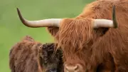UK Farmer to Breed Highland Cows Less Photogenic to Deter Tourists