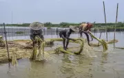 Union Minister Giriraj Singh Unveils Plan to Make Bihar India's Jute Gateway