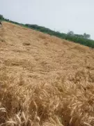 Unseasonal Rains Devastate North Maharashtra, Damaging Crops Across 64,151 Hectares