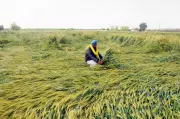 Untimely Rain Damages Wheat Crop in Amritsar: What Government Support Steps Are Needed?