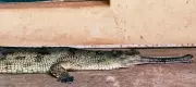 Vets in Chennai Save Critically Endangered Gharial with Innovative Metal Plate Surgery