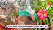 Viral Gardening Hack: Secret Homemade Fertilizer Recipe for Explosive Flower Blooms