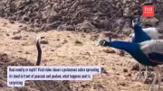 Viral Peacock vs Cobra Video: Science Debunks Ancient Rivalry Myths